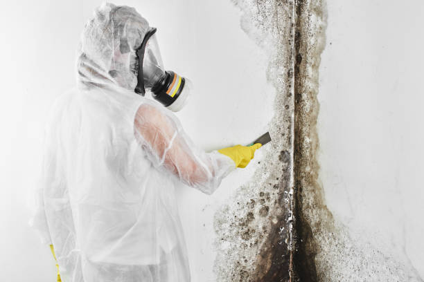 Best Crawl Space Mold Removal  in Royal Kunia, HI