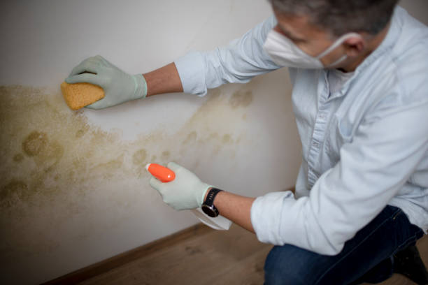 Best Local Mold Removal Service  in Royal Kunia, HI