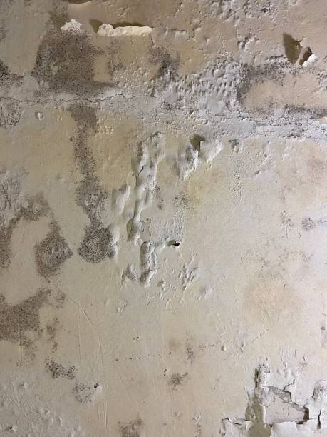 Best Professional Mold Removal  in Royal Kunia, HI