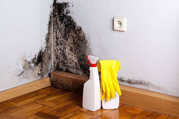 Professional Mold Removal in Royal Kunia, HI