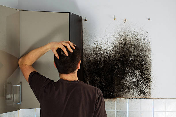Best Toxic Mold Removal  in Royal Kunia, HI