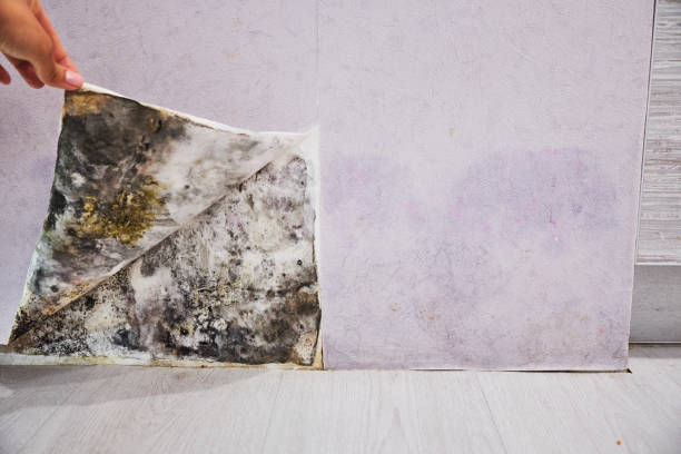 Best Mold Removal Company Near Me  in Royal Kunia, HI